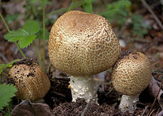 (Agaricus augustus)