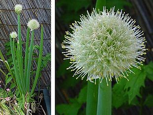 Allium cepa.jpg