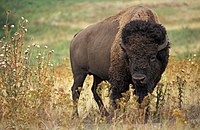 Alternativa bildo Historia desegnaĵo Sonregistraĵo de bizona bleko