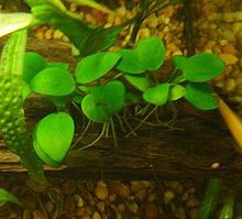 Anubias Lanceolata