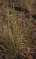 Artemisia campestris subsp. pacifica