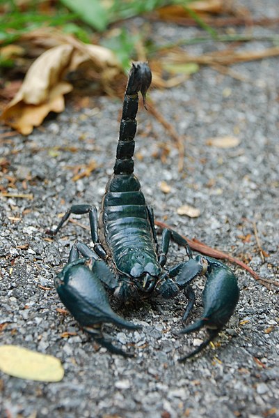 Ficheiro:Asian forest scorpion in Khao Yai National Park.JPG