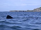 Basking Shark Off Lunga, Treshnish Isles - geograph.org.uk - 39303.jpg