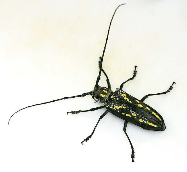 画像:Batocera.lineolata.01.jpg