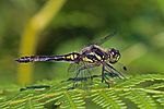 Sympetrum danae – Männchen