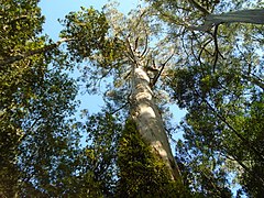 Eucalyptus regnans, Victoria, druhý nejvyšší strom na Zemi