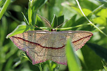 Blood-vein moth (Timandra comae).jpg