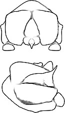 Bolboparia superba cephalon dorsal+oblique linedrawing.jpg