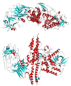 Botulinumtoxin Serotyp A (Clostridium botulinum)