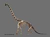 Kostra rodu Brachiosaurus