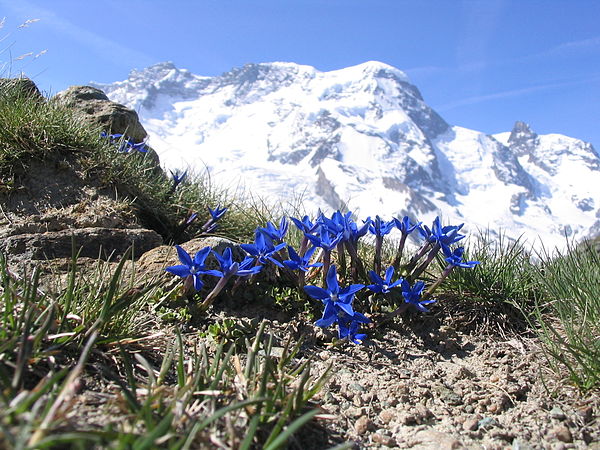 01 Ocak 2009 - Önde görülen çiçeğin (Gentiana brachyphylla) arkasında İsviçre Alpler'inde 4.164 m. yükseklikteki Breithorn Dağı.