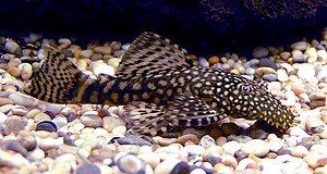 List of freshwater aquarium fish species