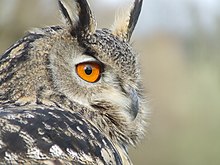 Hibou grand-duc