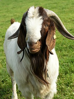 goat breeds pictures