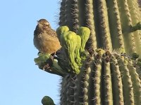 Файл: Крапивник кактусовый (Campylorhynchus brunneicapillus) на saguaro cactus.webm