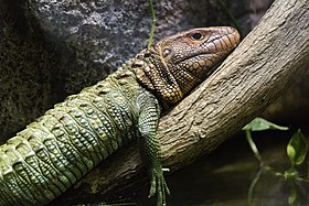 Fotografia de D. guianensis, o Jacuruxi.[1]