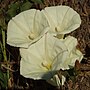 Miniatura para Calystegia occidentalis