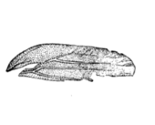 Cercopis grandescens
(1895 illustration) Cercopis grandescens Scudder 1895 pl1 Fig2.png