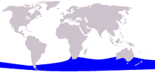 Pygmy Right Whale