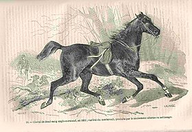 Cheval du Merlerault en 1852, dans l'Encyclopédie pratique de l'agriculteur publiée par Firmin-Didot et Cie, t. 5, 1877.