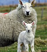 160px-Cheviot_ewe_and_lamb.jpg