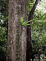 Citronella moorei growing by the Minnamurra River