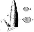 AMNH 2330, a tooth referred to C. veatleianus