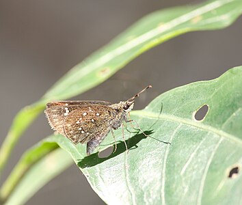 Ventral view