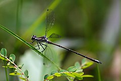 Common Flatwing.jpg