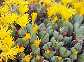 Keltasorakki (Conophytum bilobum)