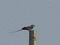 Senegalracke Abyssinian Roller