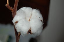 Cotton fibres represent the purest natural form of cellulose, containing more than 90% of this polysaccharide. Cotton.JPG