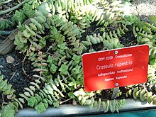 A sign for Crassula rupestris at the University of Helsinki Botanical Garden. The roots for the binomial name are crassus (thick, fat) and rupestris (living on cliffs or rocks) Crassula rupestris - Botanical Garden in Kaisaniemi, Helsinki - DSC03717.JPG