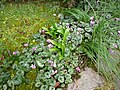 Cyclamen coum & Galanthus woronowii