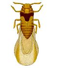 Miniatura para Phylloxeridae