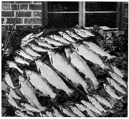 A large pile of trout.