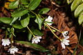 Epilobium clavatum 5569. 
 JPG