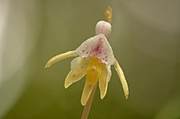 Flores da orquídea pantasma