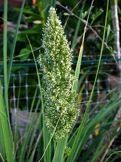 Eragrostis atropioides