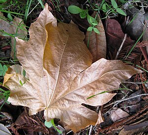 A curled, fallen leaf on roadside in Scotts Va...