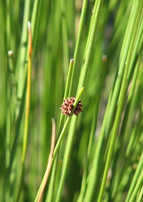 ficinia nodosa