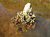 An Australian tubeworm colony