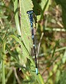 Gyakori légivadász (Coenagrion pulchellum) - hím