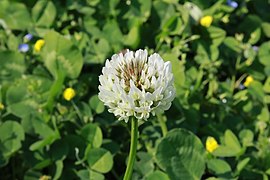 White clover