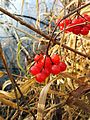 Viburnum opulus en la orilla de lago.