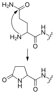 Fig. 2 Formation of pyroglutamate from an N-terminal glutamine Formation of pyroglutamate.svg