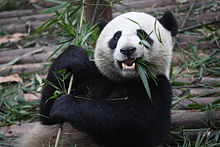 A giant panda, China's most famous endangered and endemic species, at the Chengdu Panda Base in Sichuan Giant Panda Eating.jpg