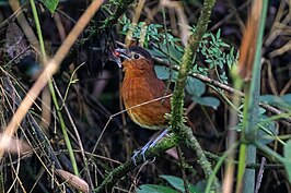 Huanucomierpitta