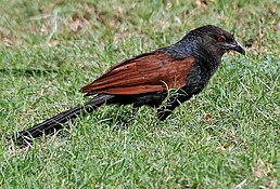 Коукал рудокрилий (Centropus sinensis)