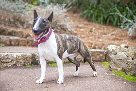 Bull-Terrier miniature femelle adulte